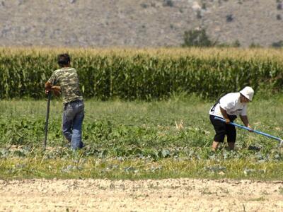 ΠΑΣΕΓΕΣ: Σε πτώση η αξία παραγωγής του γ...