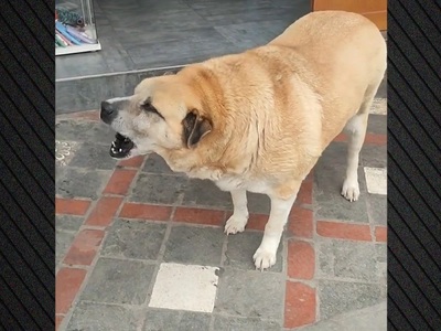 Ο Τάκης, ο παχουλός σκύλος των Ιωαννίνων...