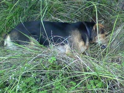 Αιγιάλεια: Φονικές φόλες σε σκυλιά στο Δ...