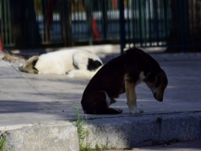 Κεφαλονιά: Πυροβόλησε και σκότωσε σκύλο,...