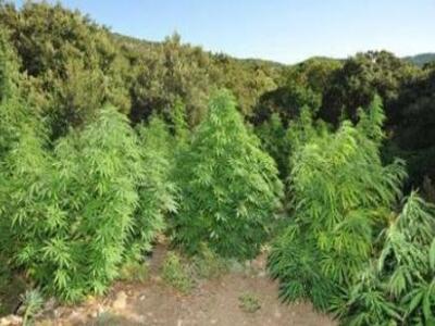  Συνελήφθη καλλιεργητής χασισοφυτείας me...