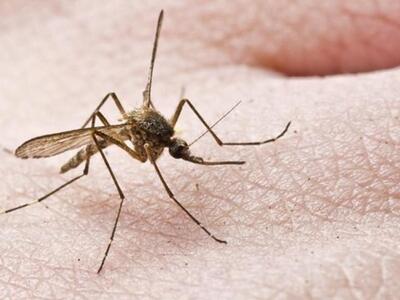 Ημερίδα για την καταπολέμηση των κουνουπ...