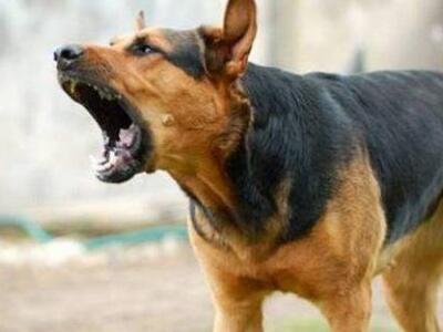 Δέχτηκε επίθεση από αγέλη αδέσποτων χτες...