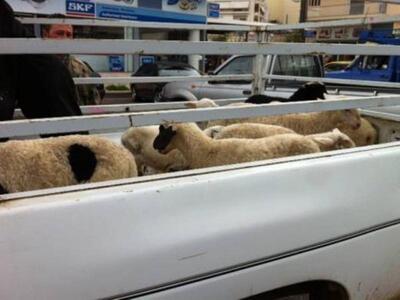 Αγρίνιο: Το «κίνημα του αρνιού» είναι εδώ! 