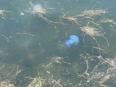 Οι γαλάζιες μέδουσες κολυμπούν στον Θερμαϊκό