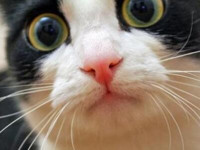 Συνελήφθη γάτα για... μεταφορά κινητών σ...