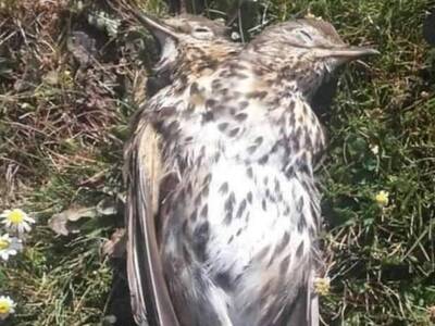 Βρήκαν δικέφαλη τσίχλα στην Ηλεία- ΦΩΤΟ 