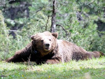 Δυτική Ελλάδα: Ένας απρόσμενος επισκέπτη...