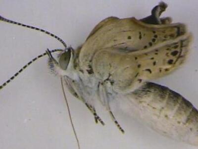 Μεταλλαγμένες πεταλούδες εμφανίζονται γύ...