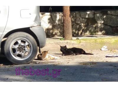 Κόσμος και κοσμάκης βγήκε να χαρεί τον ή...