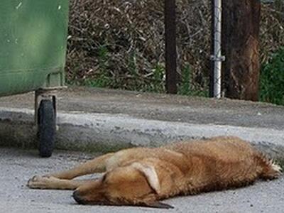 Πυροβόλησε κουτάβι επειδή ενοχλούσε το εγγόνι του!