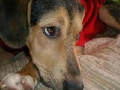 Εύβοια-Ιδιοκτήτης ταβέρνας σκότωσε αδέσπ...