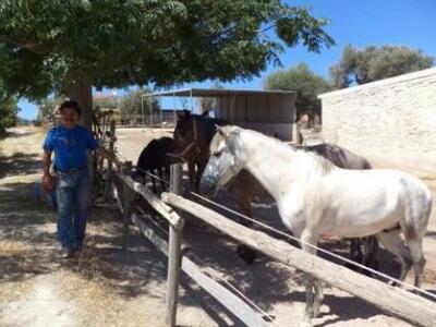 Ανάσες ελευθερίας ... καλπάζοντας!  