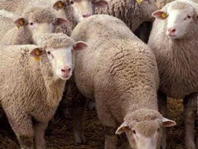 Αγρίνιο: 25 αρνιά μέσα σε Ι.Χ. όχημα 