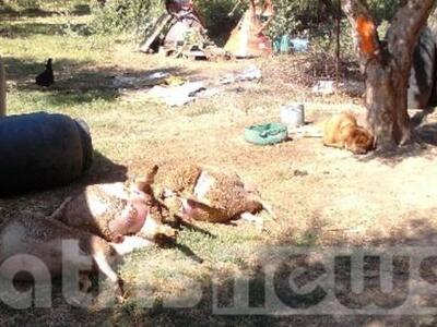 Ηλεία: Δηλητηρίασαν ολόκληρο κοπάδι πρόβατα!