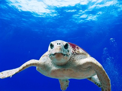 Οι νεογέννητες καρέτα-καρέτα ξεκινούν το...