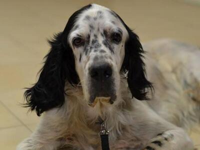 Ζωοφιλική Ένωση Ηλιούπολης: Βοήθεια για ...