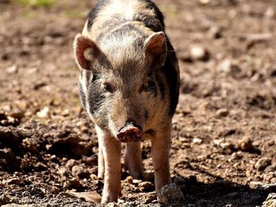 Η αγένεια της απλυσιάς ή αλλιώς ένα σχόλ...