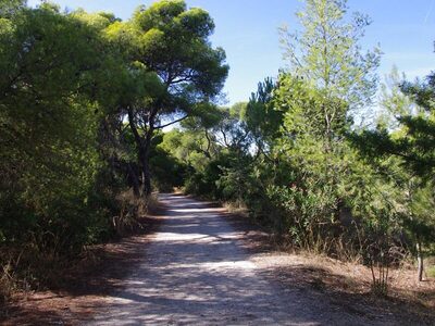 Πάτρα: Δράση καθαρισμού του δάσους του Κ...