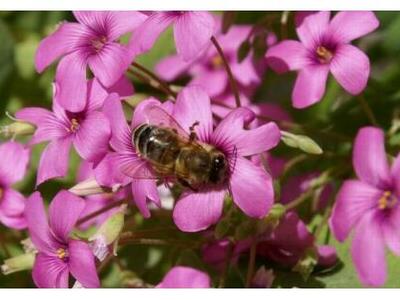 Πάτρα: Εργαστήριο Εικαστικών Κατασκευών ...