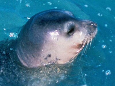 Ναυπακτία: Μία φώκια εμφανίστηκε να κολυ...