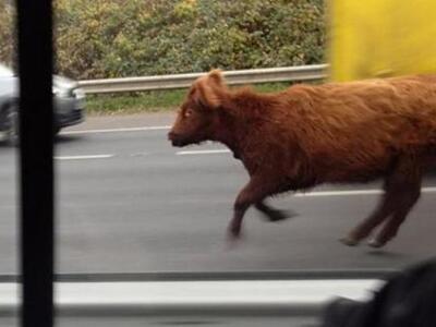 Η αγελάδα το 'σκασε προκαλώντας χάος σε ...