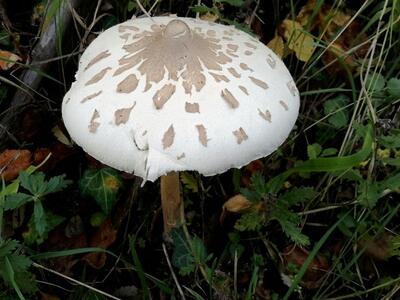 Τα μανιτάρια της περιοχής