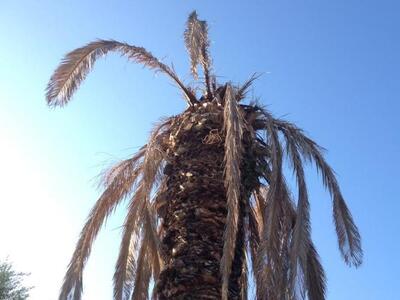 Πάτρα: Οι τελευταίοι φοίνικες εκπέμπουν ...