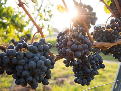 Αχαΐα: Στον «αέρα» ο τρύγος εξαιτίας της...