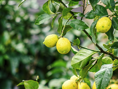 Κάτω Συχαινά: Ομάδες νεαρών πετούν λεμόν...