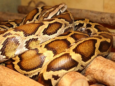 Πύθωνας στραγγάλισε 36χρονη, δεν κατάφερ...