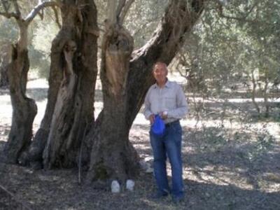 Στην πυρά χιλιάδες πανάρχαια ελαιόδεντρα