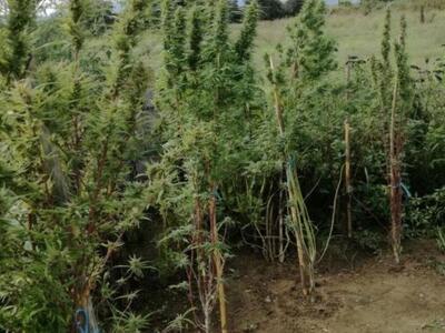 Αγρίνιο: Η ανακοίνωση της αστυνομίας για...