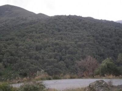 «Η έλλειψη λαδιού είναι σαν ανακοπή της ...