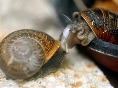 Παρακολούθηση των σαλιγκαριών από το διά...