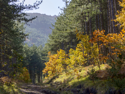 Πελοπόννησος: Γιατί τα έλατα πεθαίνουν μ...