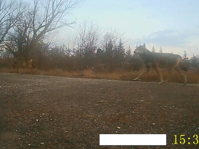 Σέρρες: Λύκος κόβει βόλτες δίπλα σε νηπιαγωγείο