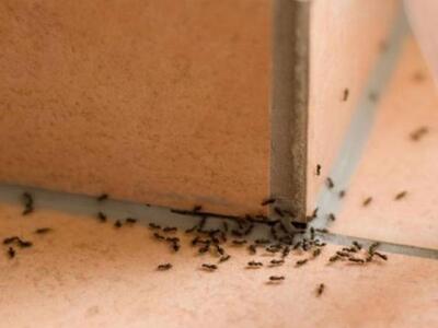 Μυρμήγκια στο σπίτι; 13 οικολογικές λύσεις
