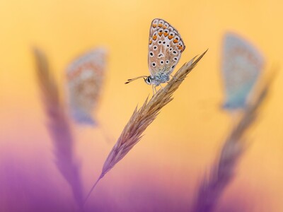 Three’s a Crowd ROSS HODDINOTT / BRITISH...