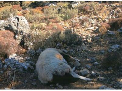 Αιτωλοακαρνανία:Νεκρά ζώα από καταρροϊκό...