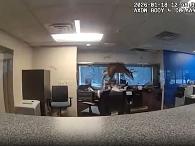  Ελάφι εισβάλλει από παράθυρο τράπεζας κ...