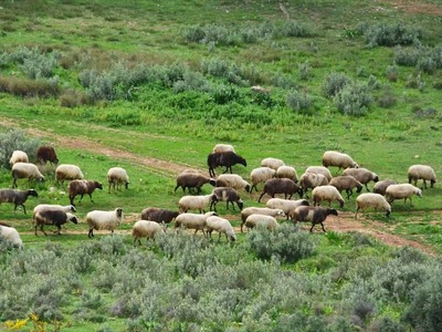 Ενίσχυση στους κτηνοτρόφους λόγω εγκλεισ...