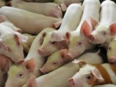 Ζωοκλοπές τα ξημερώματα στη Ναύπακτο 