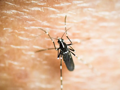 Ισλανδία:  Εντοπίστηκαν για πρώτη φορά κ...
