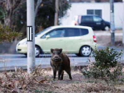 Δυτική Ελλάδα: Αγριογούρουνο (!) κυκλοφο...