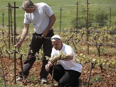 Ηλεία: Μπήκαν σε περιπέτειες 500 αγρότες 