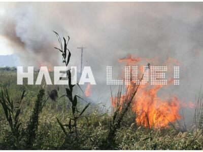 Ηλεία: 230 στρέμματα έκαψε η φωτιά στη Σ...