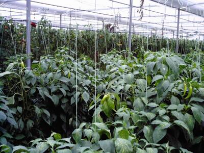 Ηλεία: Πάγωσαν ακόμη και τα θερμοκήπια