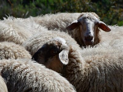 Δυτική Ελλάδα- Άρειος Πάγος: Κατεπείγουσ...