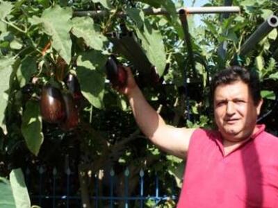 Πύργος: Μελιτζανιά-γίγας πάει για ρεκόρ....